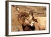 Male Bighorn Sheep Close-Up-John Alves-Framed Photographic Print