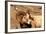 Male Bighorn Sheep Close-Up-John Alves-Framed Photographic Print