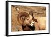 Male Bighorn Sheep Close-Up-John Alves-Framed Photographic Print