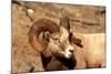 Male Bighorn Sheep Close-Up-John Alves-Mounted Photographic Print