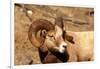 Male Bighorn Sheep Close-Up-John Alves-Framed Photographic Print