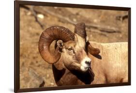 Male Bighorn Sheep Close-Up-John Alves-Framed Photographic Print