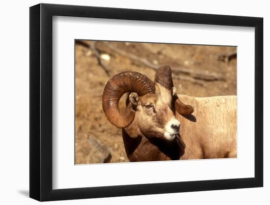 Male Bighorn Sheep Close-Up-John Alves-Framed Photographic Print