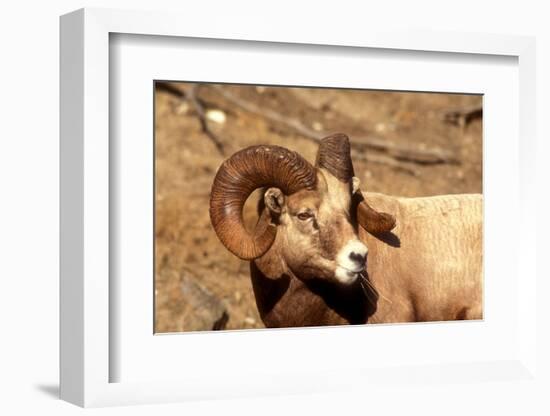 Male Bighorn Sheep Close-Up-John Alves-Framed Photographic Print