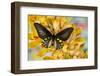 Male birdwing butterfly, Troides hypolitus, on large golden cymbidium orchid-Darrell Gulin-Framed Photographic Print