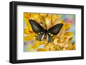 Male birdwing butterfly, Troides hypolitus, on large golden cymbidium orchid-Darrell Gulin-Framed Photographic Print