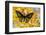 Male birdwing butterfly, Troides hypolitus, on large golden cymbidium orchid-Darrell Gulin-Framed Photographic Print