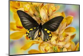 Male birdwing butterfly, Troides hypolitus, on large golden cymbidium orchid-Darrell Gulin-Mounted Photographic Print