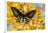 Male birdwing butterfly, Troides hypolitus, on large golden cymbidium orchid-Darrell Gulin-Framed Photographic Print