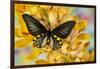 Male birdwing butterfly, Troides hypolitus, on large golden cymbidium orchid-Darrell Gulin-Framed Photographic Print