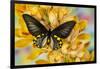 Male birdwing butterfly, Troides hypolitus, on large golden cymbidium orchid-Darrell Gulin-Framed Photographic Print