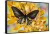 Male birdwing butterfly, Troides hypolitus, on large golden cymbidium orchid-Darrell Gulin-Framed Stretched Canvas