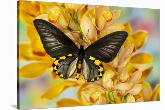 Male birdwing butterfly, Troides hypolitus, on large golden cymbidium orchid-Darrell Gulin-Stretched Canvas