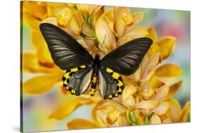 Male birdwing butterfly, Troides hypolitus, on large golden cymbidium orchid-Darrell Gulin-Stretched Canvas