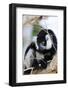 Male black-and-white ruffed lemur (Varecia variegata), Nosy Iranja, northern area, Madagascar, Afri-Christian Kober-Framed Photographic Print