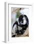 Male black-and-white ruffed lemur (Varecia variegata), Nosy Iranja, northern area, Madagascar, Afri-Christian Kober-Framed Photographic Print