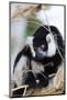 Male black-and-white ruffed lemur (Varecia variegata), Nosy Iranja, northern area, Madagascar, Afri-Christian Kober-Mounted Photographic Print