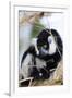 Male black-and-white ruffed lemur (Varecia variegata), Nosy Iranja, northern area, Madagascar, Afri-Christian Kober-Framed Photographic Print