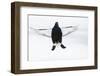 Male Black Grouse (Tetrao - Lyrurus Tetrix) Flying, Utajarvi, Finland, April-Markus Varesvuo-Framed Photographic Print