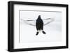 Male Black Grouse (Tetrao - Lyrurus Tetrix) Flying, Utajarvi, Finland, April-Markus Varesvuo-Framed Photographic Print