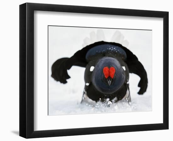 Male Black Grouse (Tetrao - Lyrurus Tetrix) in Snow, Utajarvi, Finland, May-Markus Varesvuo-Framed Photographic Print