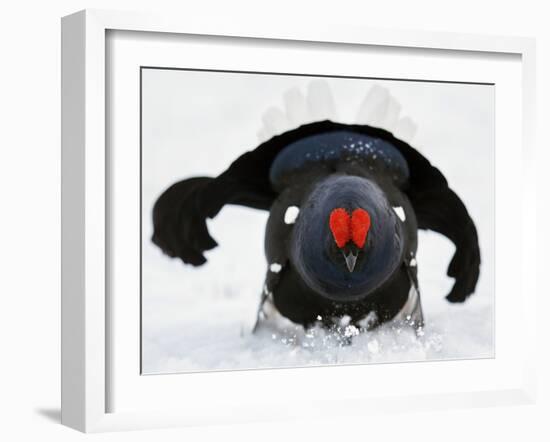 Male Black Grouse (Tetrao - Lyrurus Tetrix) in Snow, Utajarvi, Finland, May-Markus Varesvuo-Framed Photographic Print