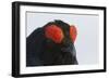 Male Black Grouse (Tetrao - Lyrurus Tetrix) Portrait, Utajarvi, Finland, May-Markus Varesvuo-Framed Photographic Print