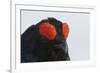 Male Black Grouse (Tetrao - Lyrurus Tetrix) Portrait, Utajarvi, Finland, May-Markus Varesvuo-Framed Photographic Print