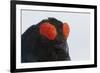 Male Black Grouse (Tetrao - Lyrurus Tetrix) Portrait, Utajarvi, Finland, May-Markus Varesvuo-Framed Photographic Print