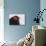 Male Black Grouse (Tetrao - Lyrurus Tetrix) Portrait, Utajarvi, Finland, May-Markus Varesvuo-Photographic Print displayed on a wall