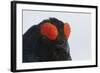 Male Black Grouse (Tetrao - Lyrurus Tetrix) Portrait, Utajarvi, Finland, May-Markus Varesvuo-Framed Photographic Print