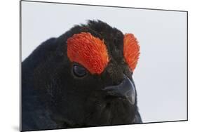 Male Black Grouse (Tetrao - Lyrurus Tetrix) Portrait, Utajarvi, Finland, May-Markus Varesvuo-Mounted Photographic Print