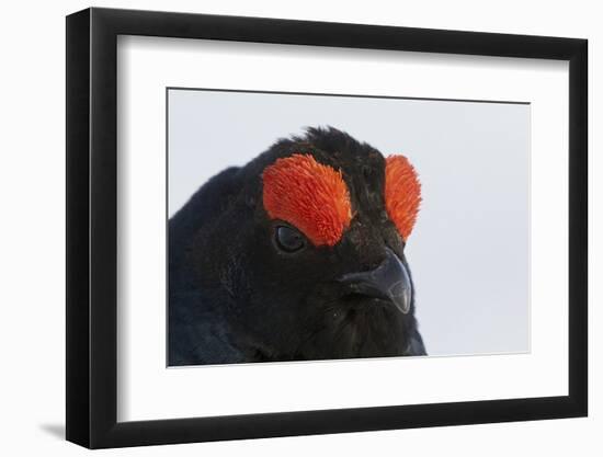 Male Black Grouse (Tetrao - Lyrurus Tetrix) Portrait, Utajarvi, Finland, May-Markus Varesvuo-Framed Photographic Print