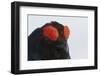 Male Black Grouse (Tetrao - Lyrurus Tetrix) Portrait, Utajarvi, Finland, May-Markus Varesvuo-Framed Photographic Print