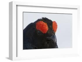 Male Black Grouse (Tetrao - Lyrurus Tetrix) Portrait, Utajarvi, Finland, May-Markus Varesvuo-Framed Photographic Print