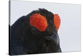 Male Black Grouse (Tetrao - Lyrurus Tetrix) Portrait, Utajarvi, Finland, May-Markus Varesvuo-Stretched Canvas