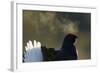 Male Black Grouse (Tetrao - Lyrurus Tetrix) with Breath Visible in Cold, Liminka, Finland, March-Markus Varesvuo-Framed Photographic Print