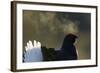 Male Black Grouse (Tetrao - Lyrurus Tetrix) with Breath Visible in Cold, Liminka, Finland, March-Markus Varesvuo-Framed Photographic Print