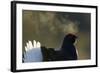 Male Black Grouse (Tetrao - Lyrurus Tetrix) with Breath Visible in Cold, Liminka, Finland, March-Markus Varesvuo-Framed Photographic Print