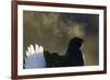 Male Black Grouse (Tetrao - Lyrurus Tetrix) with Breath Visible in Cold, Liminka, Finland, March-Markus Varesvuo-Framed Photographic Print