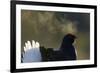 Male Black Grouse (Tetrao - Lyrurus Tetrix) with Breath Visible in Cold, Liminka, Finland, March-Markus Varesvuo-Framed Photographic Print