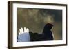 Male Black Grouse (Tetrao - Lyrurus Tetrix) with Breath Visible in Cold, Liminka, Finland, March-Markus Varesvuo-Framed Photographic Print