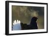 Male Black Grouse (Tetrao - Lyrurus Tetrix) with Breath Visible in Cold, Liminka, Finland, March-Markus Varesvuo-Framed Photographic Print