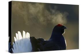 Male Black Grouse (Tetrao - Lyrurus Tetrix) with Breath Visible in Cold, Liminka, Finland, March-Markus Varesvuo-Stretched Canvas