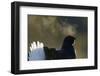 Male Black Grouse (Tetrao - Lyrurus Tetrix) with Breath Visible in Cold, Liminka, Finland, March-Markus Varesvuo-Framed Photographic Print