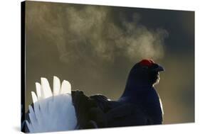 Male Black Grouse (Tetrao - Lyrurus Tetrix) with Breath Visible in Cold, Liminka, Finland, March-Markus Varesvuo-Stretched Canvas