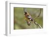 Male Black Headed Grosbeak-John Alves-Framed Photographic Print