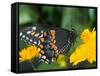 Male Black Swallowtail on Yellow Cosmos, Florida-Maresa Pryor-Framed Stretched Canvas