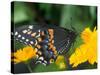 Male Black Swallowtail on Yellow Cosmos, Florida-Maresa Pryor-Stretched Canvas