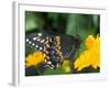 Male Black Swallowtail on Yellow Cosmos, Florida-Maresa Pryor-Framed Photographic Print